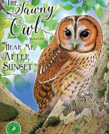 JUMBO FRIDGE MAGNET TAWNY OWL DESIGN