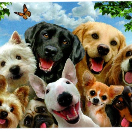 DOG SELFIES BLANK GREETING CARD